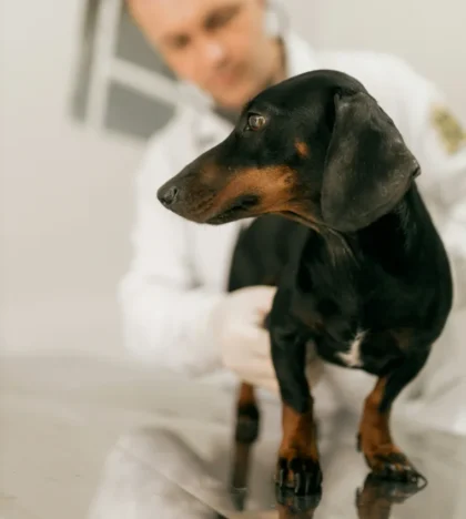 move-veterinaire