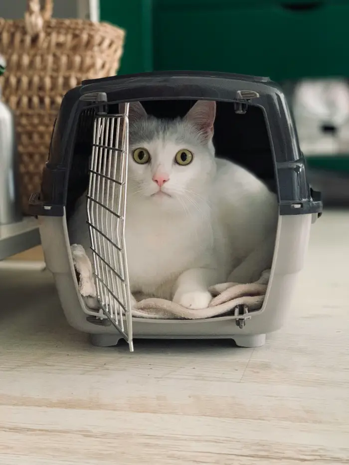 cat relocation Mauritius