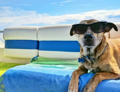 moving with pet to mauritius