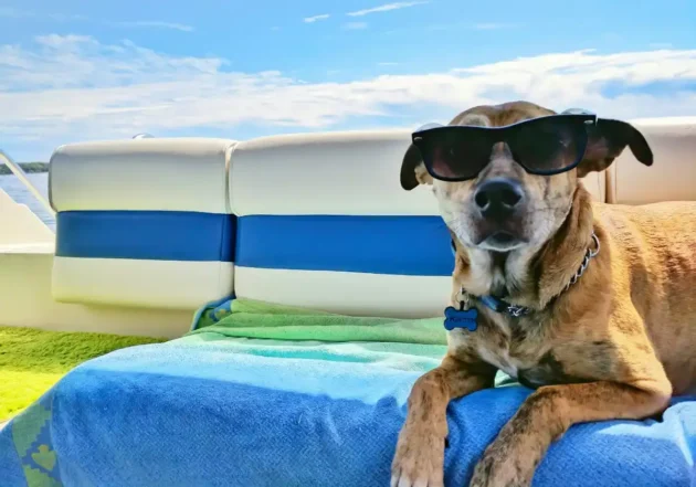 moving with pet to mauritius